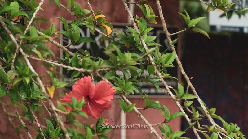 drifter-hostel-fauna-e-flora-12