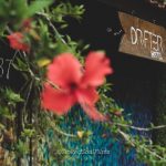 drifter-hostel-fauna-e-flora-14